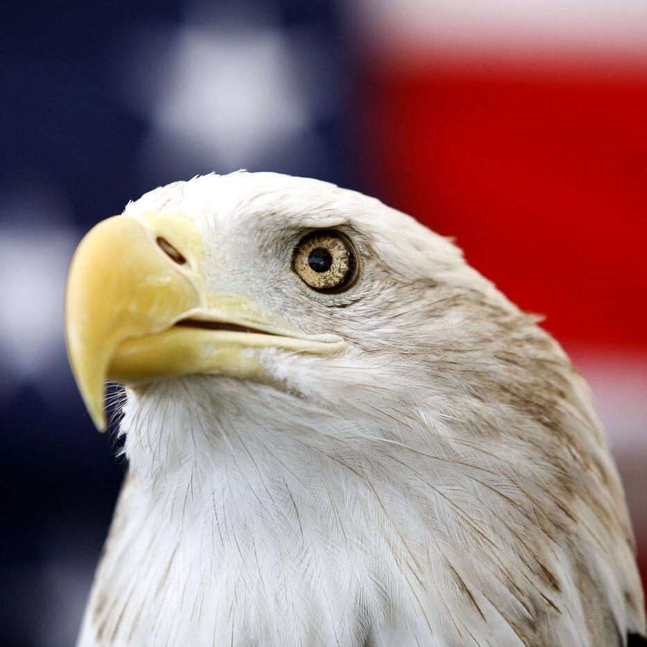 Biden signs a bill officially making the bald eagle the national bird of the US